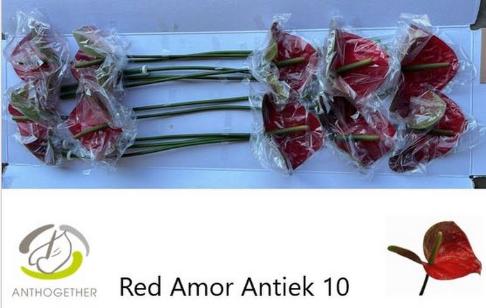 <h4>ANTH A Red Amor 10 Antique</h4>