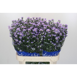 Aster Cassandra