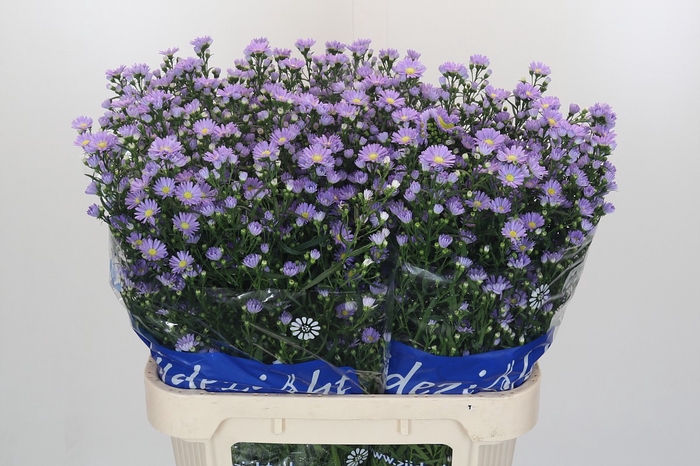 Aster Cassandra