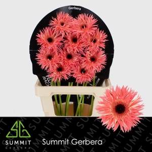 Gerbera Spider Sensini Flowerracket