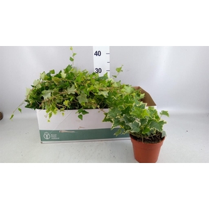 Hedera   ...mix