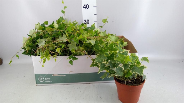 <h4>Hedera   ...mix</h4>