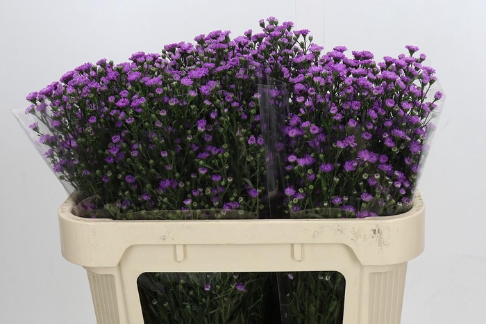 <h4>Aster Baby Pink</h4>