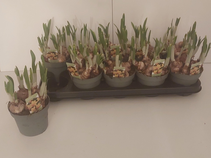 <h4>NARC C JETFIRE</h4>