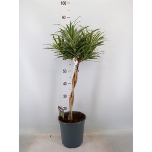 Dracaena refl.   ...
