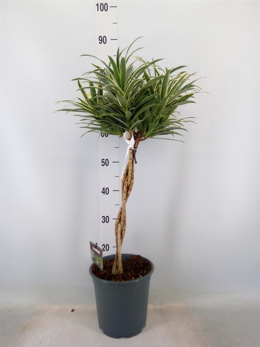 <h4>Dracaena refl. ...</h4>