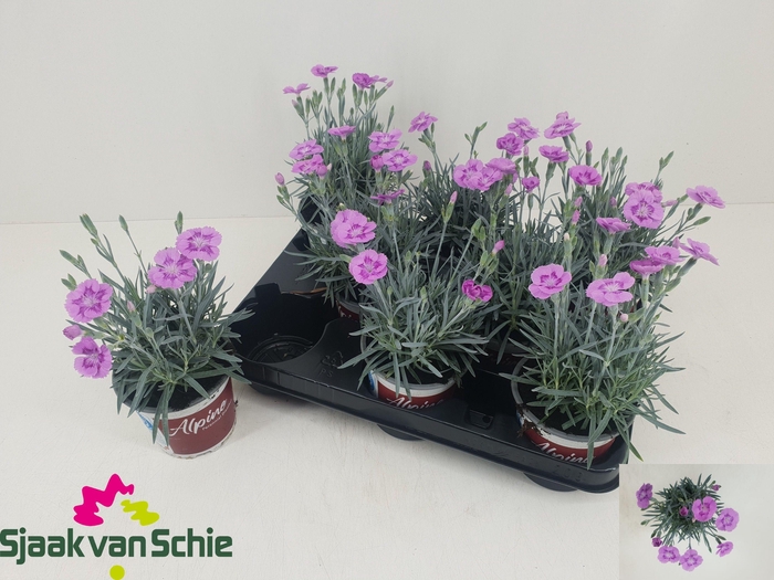 <h4>DIAN AZTEC STAR</h4>