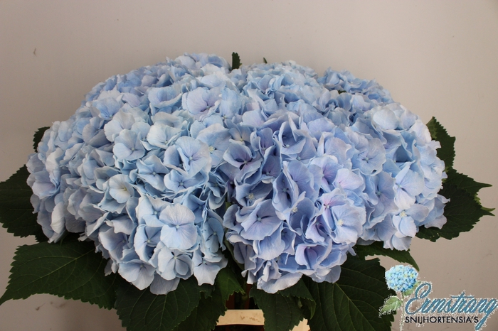 <h4>HYDR M CH VERENA BL</h4>