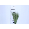 TRIGO VERDE