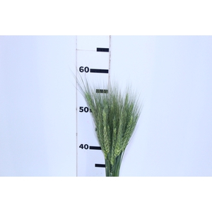 FOLHAGEM TRIGO VERDE