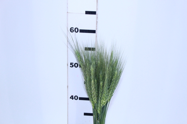 FOLHAGEM TRIGO VERDE
