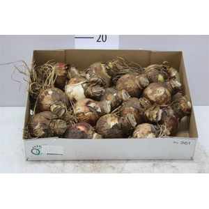 Hipp Arctic Nymph White Double 28cm