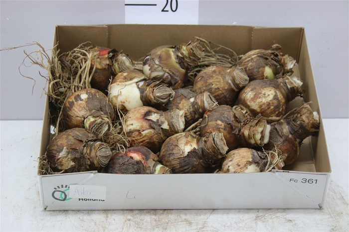 <h4>Hipp Arctic Nymph White Double 28cm</h4>