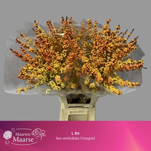 ILEX VE MAG CRESGOLD