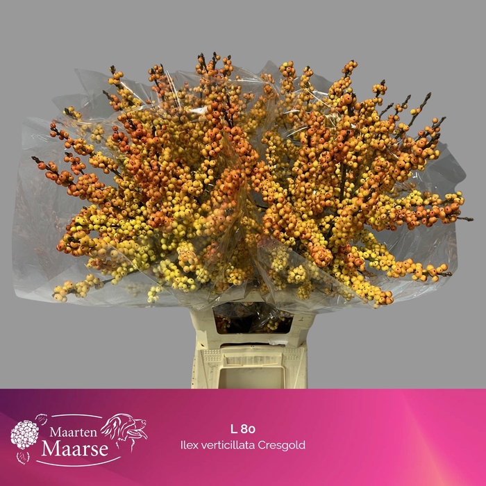 <h4>ILEX VE MAG CRESGOLD</h4>