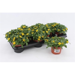 Sanvitalia Procumbens geel
