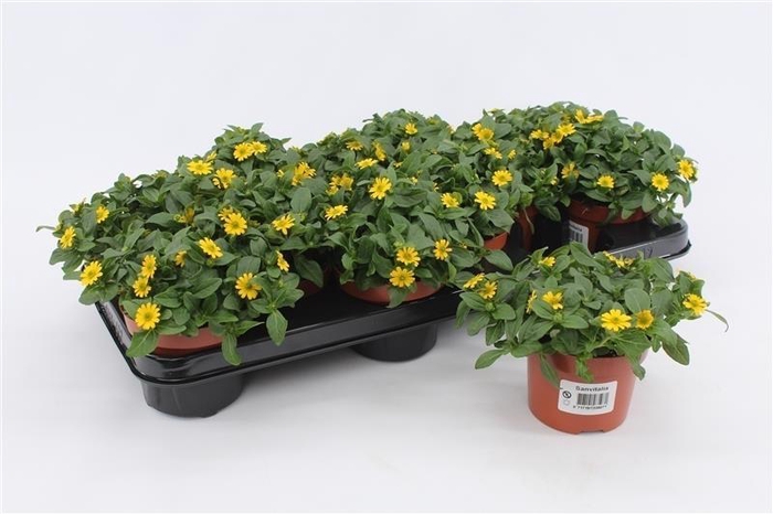 <h4>Sanvitalia Procumbens geel</h4>