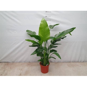Strelitzia Nicolai 27Ø 150cm 5pp
