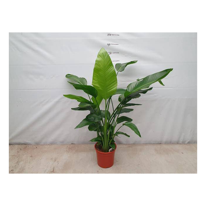 <h4>Strelitzia Nicolai 27Ø 150cm 5pp</h4>