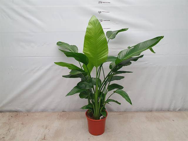 Strelitzia Nicolai 27Ø 150cm 5pp