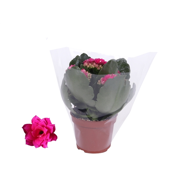 <h4>Kalanchoe Rosalina 06cm Don Victorio paars, Blanco hoes</h4>