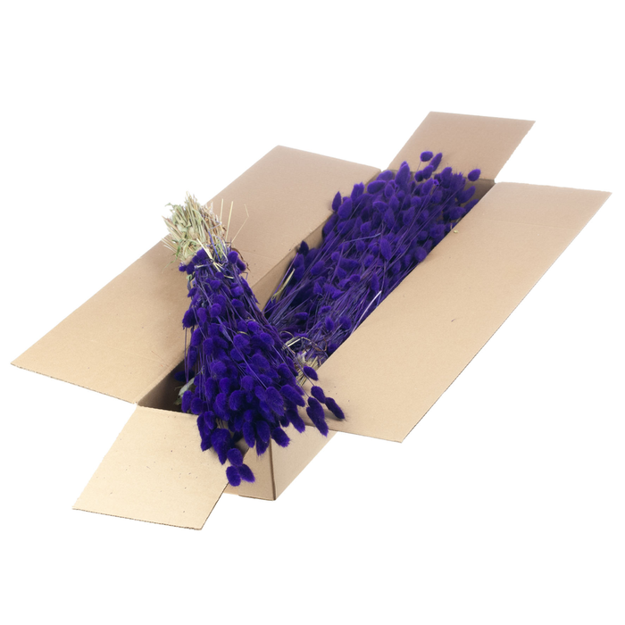 <h4>Lagurus Ovatus Sb Purple</h4>