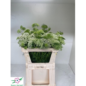 AMMI VIS CASABLANCA