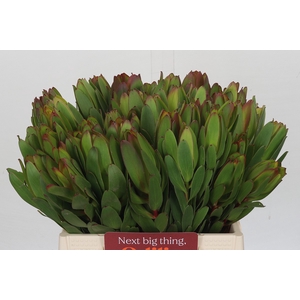 Leucadendron Goldstrike