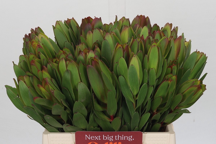 <h4>Leucadendron Goldstrike</h4>