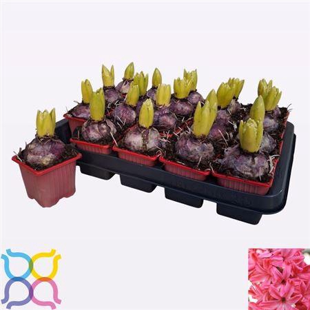 <h4>Hyacin Jan Bos</h4>