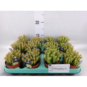Crassula ...