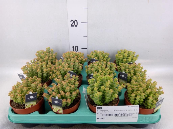 <h4>Crassula   ...</h4>