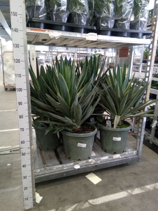 <h4>Yucca gloriosa 'Variegata'</h4>