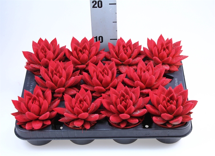 <h4>Echeveria  'Miranda'</h4>