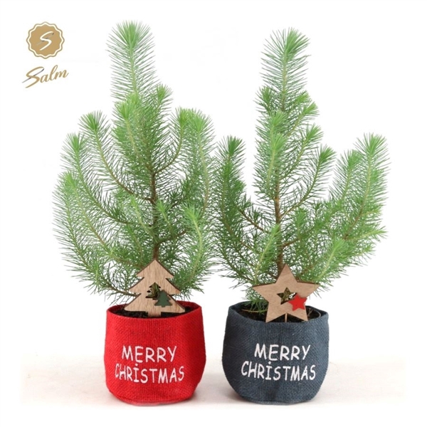 <h4>Pinus pinea 'Silver Crest' P10,5 in Bag X-mas Duo + Deco - Tree/Star</h4>