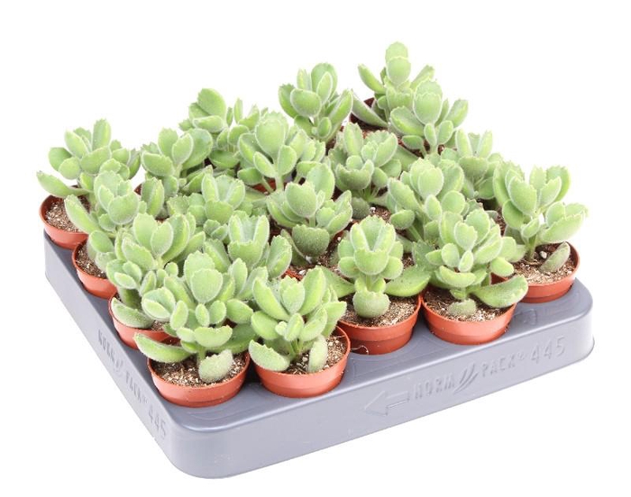 <h4>Cotyledon ladysmithiensis SU5037</h4>