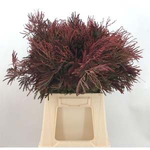 ACACIA D GAULOISE ABS