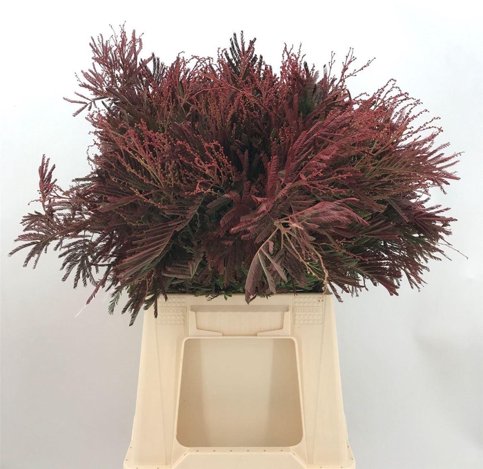 <h4>ACACIA D GAULOISE ABS</h4>