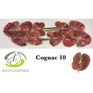 ANTH A COGNAC 10 622