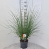 Cortaderia selloana Pumila