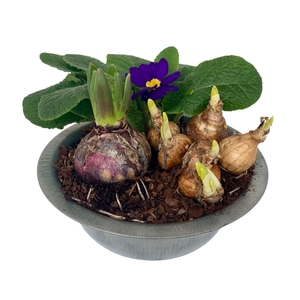 Primula zinken schaal hyacint + tete 312