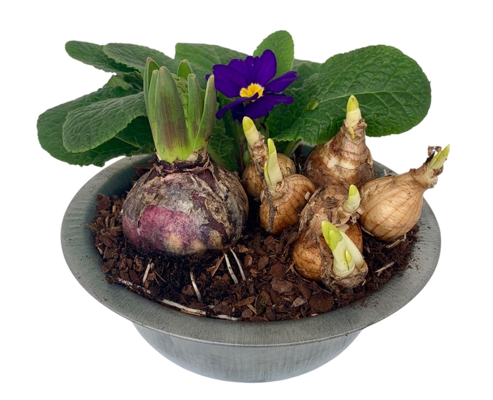 <h4>Primula zinken schaal hyacint + tete 312</h4>