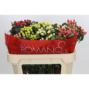 Hypericum Rainbow Romance Spray
