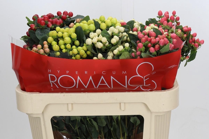 <h4>Hypericum Rainbow Romance Spray</h4>