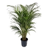 DYPSIS LUTESCENS