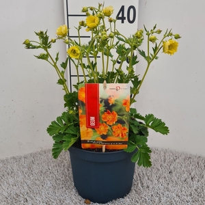 Geum Cocktail Gimlet P19