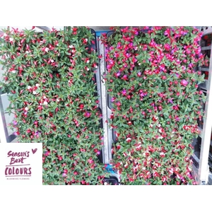 FUCHSIA MIXK