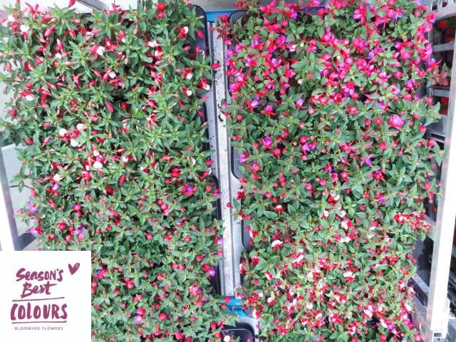 FUCHSIA MIXK