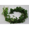 Hedera Rank Groen ( Hollands )