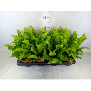 Asplenium nidus 'Crispy Wave'